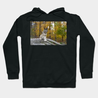 Timber Wolf Hoodie